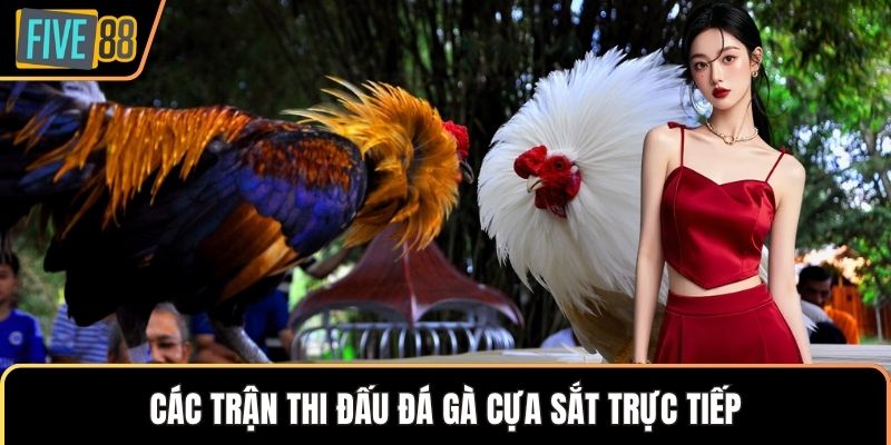 Các trận thi đấu đá gà cựa sắt trực tiếp