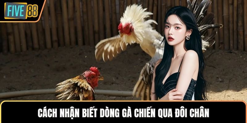 Cách nhận biết dòng gà chiến qua đôi chân