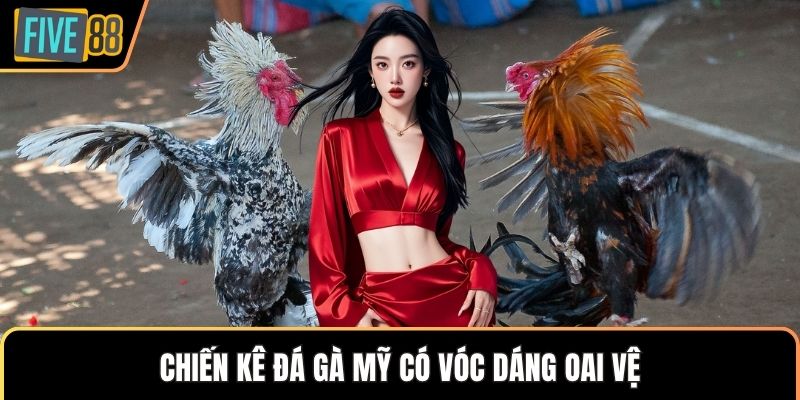Chiến kê đá gà Mỹ có vóc dáng oai vệ