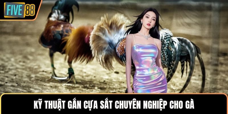 Kỹ thuật gắn cựa sắt chuyên nghiệp cho gà