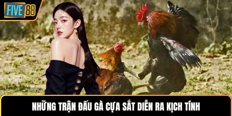 Những trận đấu gà cựa sắt diễn ra kịch tính