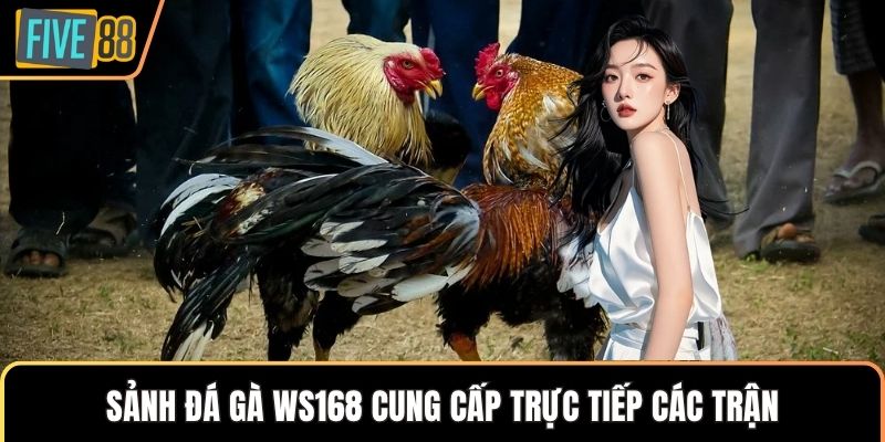 Sảnh đá gà WS168 cung cấp trực tiếp các trận
