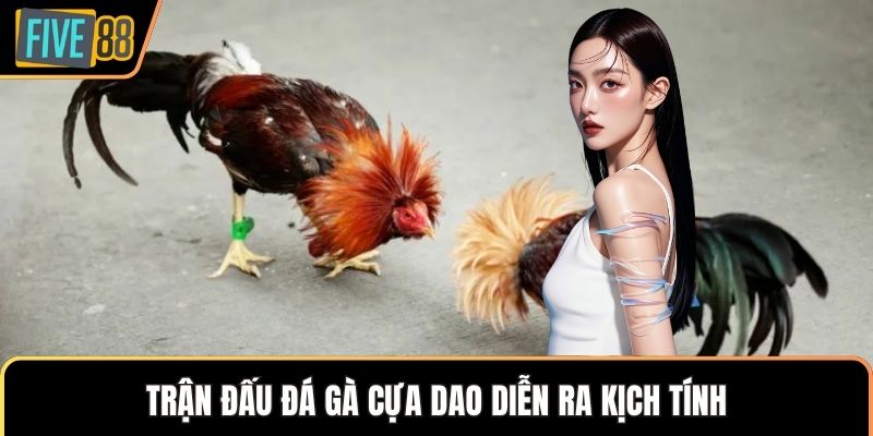 Trận đấu đá gà cựa dao diễn ra kịch tính